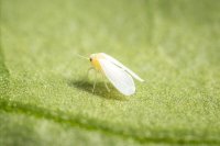 Greenhouse Whitefly (Trialeurodes vaporariorum): Biology, Damage & Control Methods